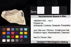 Foto (Objket + Etiketten) von Goniodromites sp. 